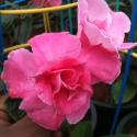mandevilla pink