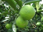 mosambi