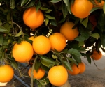 orange1
