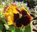 pansy