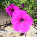 petunia