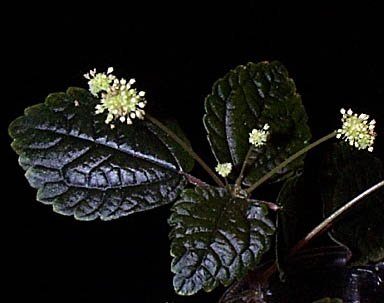pilea brown