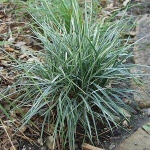 ribbon grass