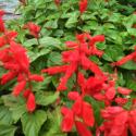 salvia.