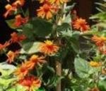 senecio confusus