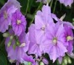 solanum wendlandii
